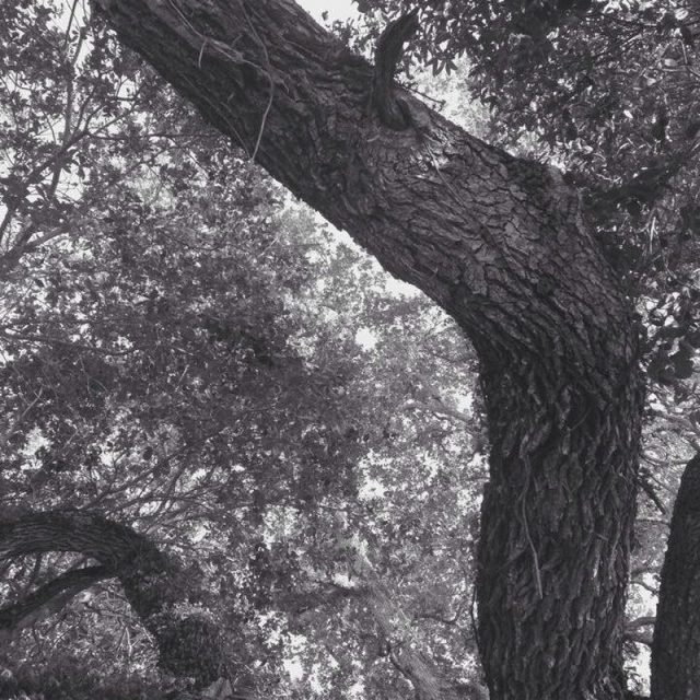 The Ancient Oak