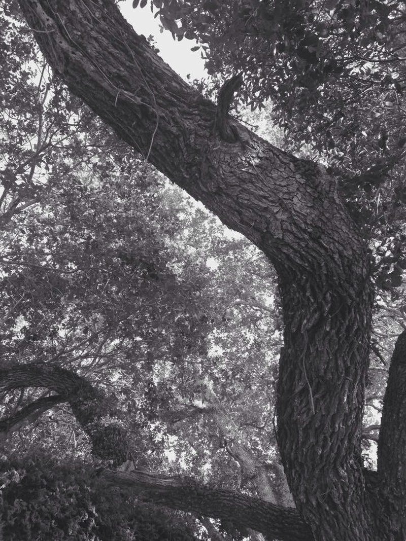 The Ancient Oak