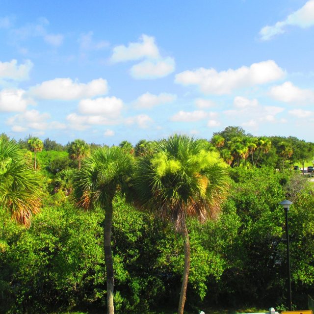 Palms At Riverside