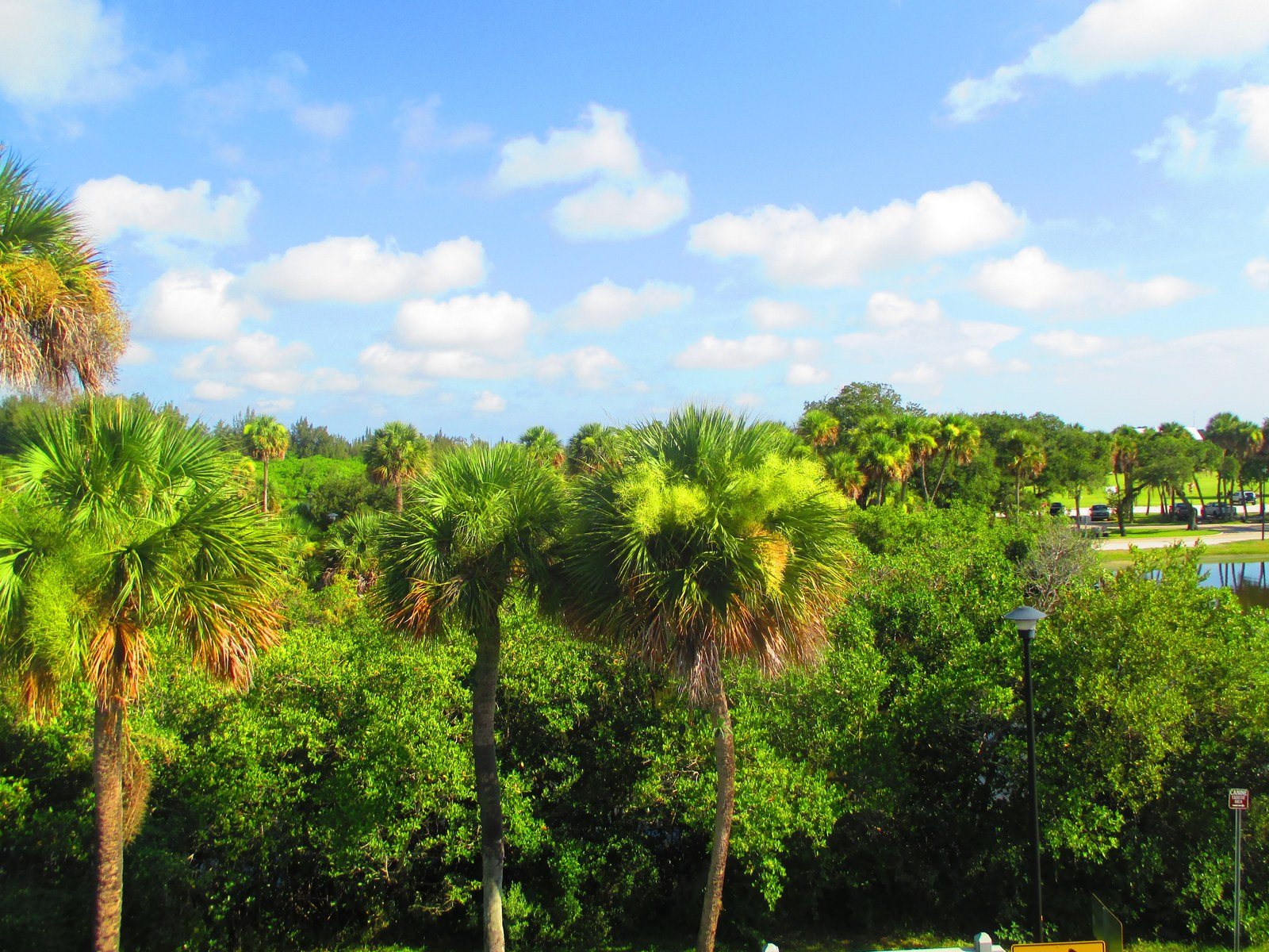 Palms At Riverside