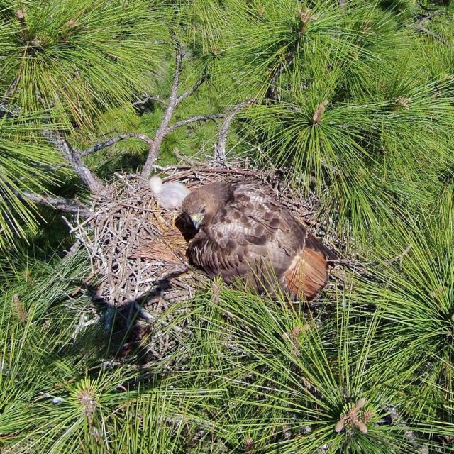 Red Tail Hawk