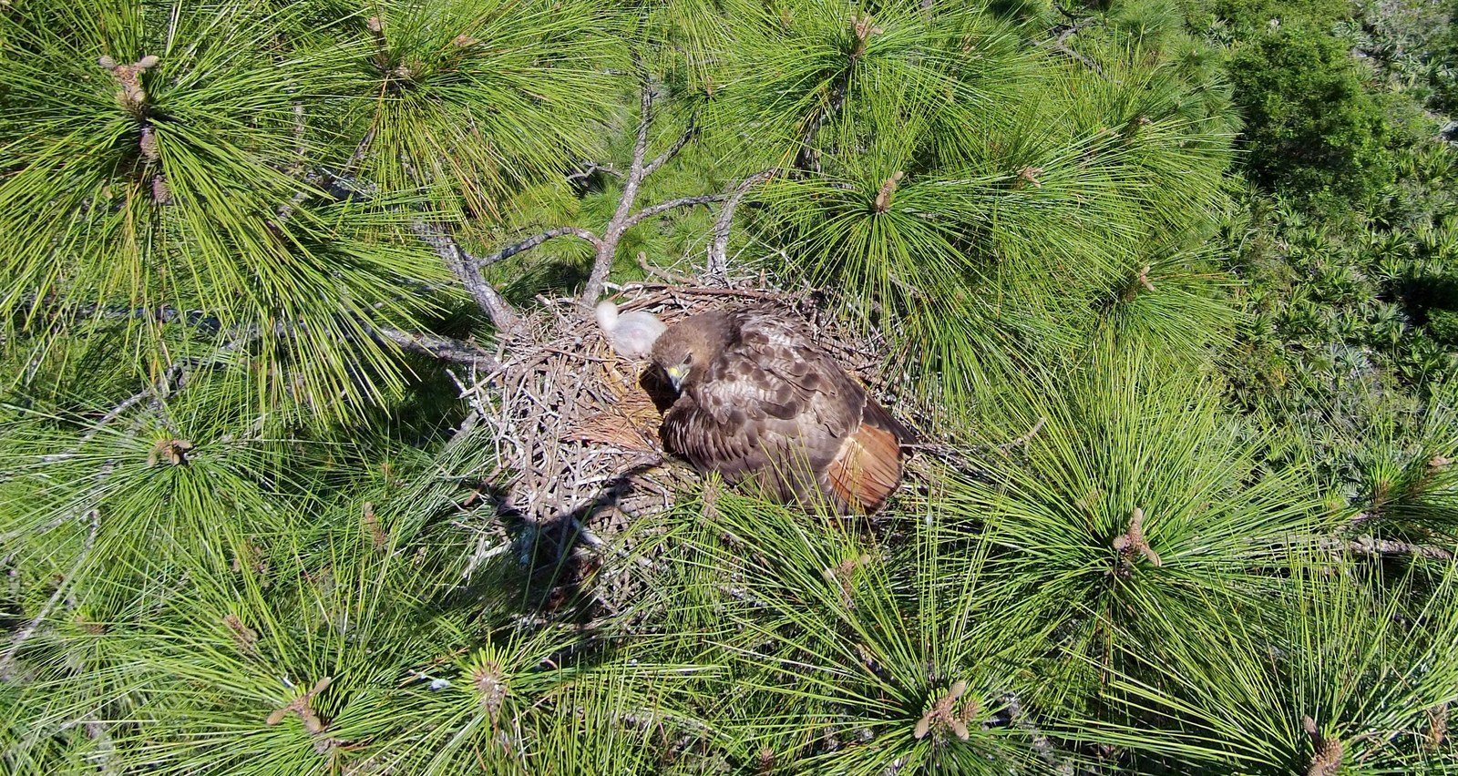Red Tail Hawk