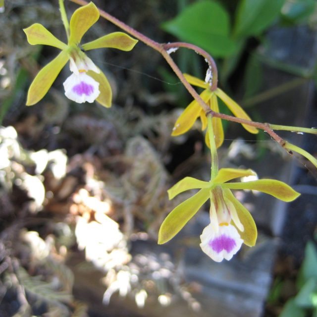 Florida Butterfly Orchid In My Live Oak Tree