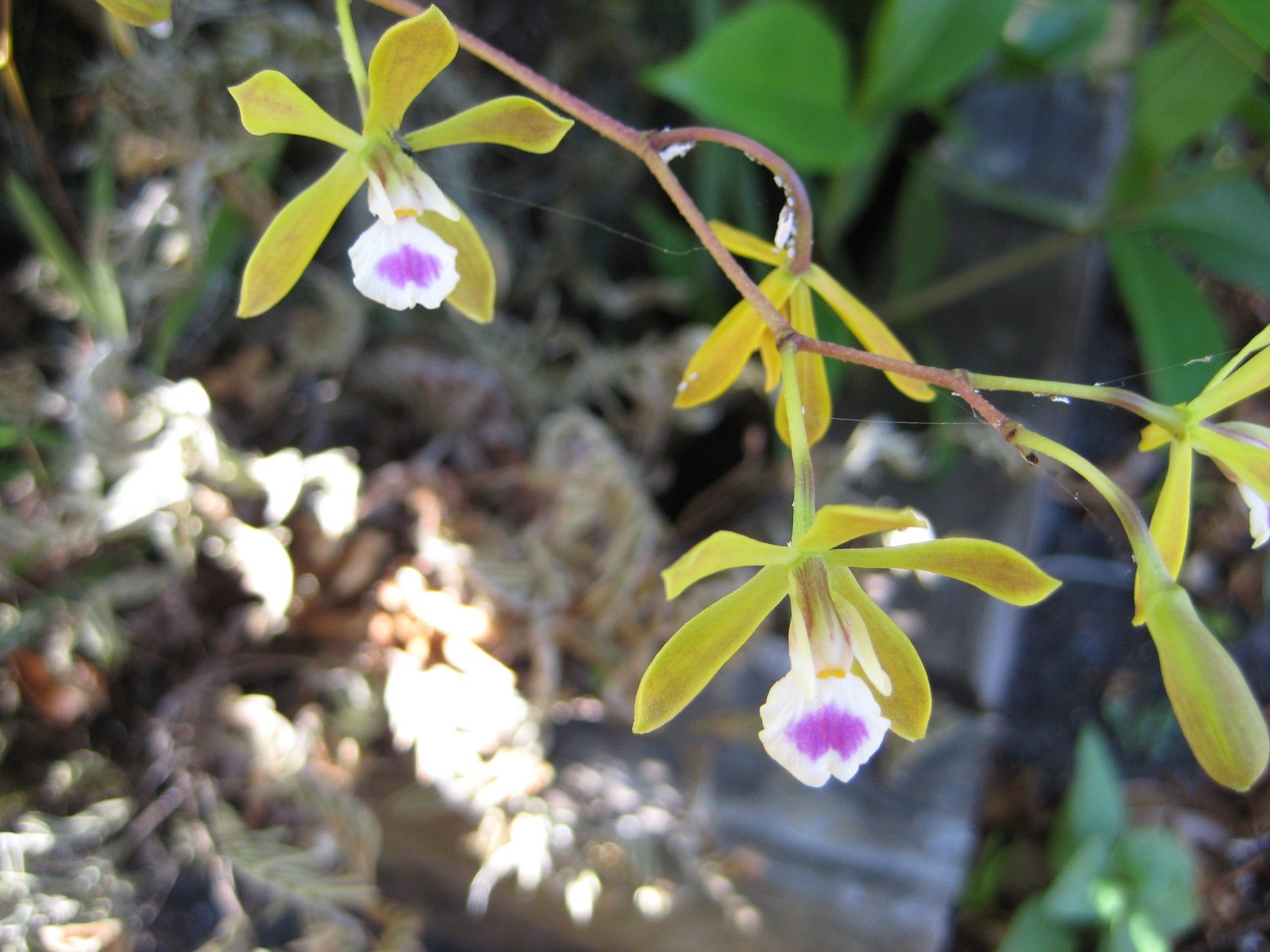 Florida Butterfly Orchid In My Live Oak Tree