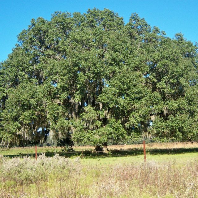 Leaves Of Old