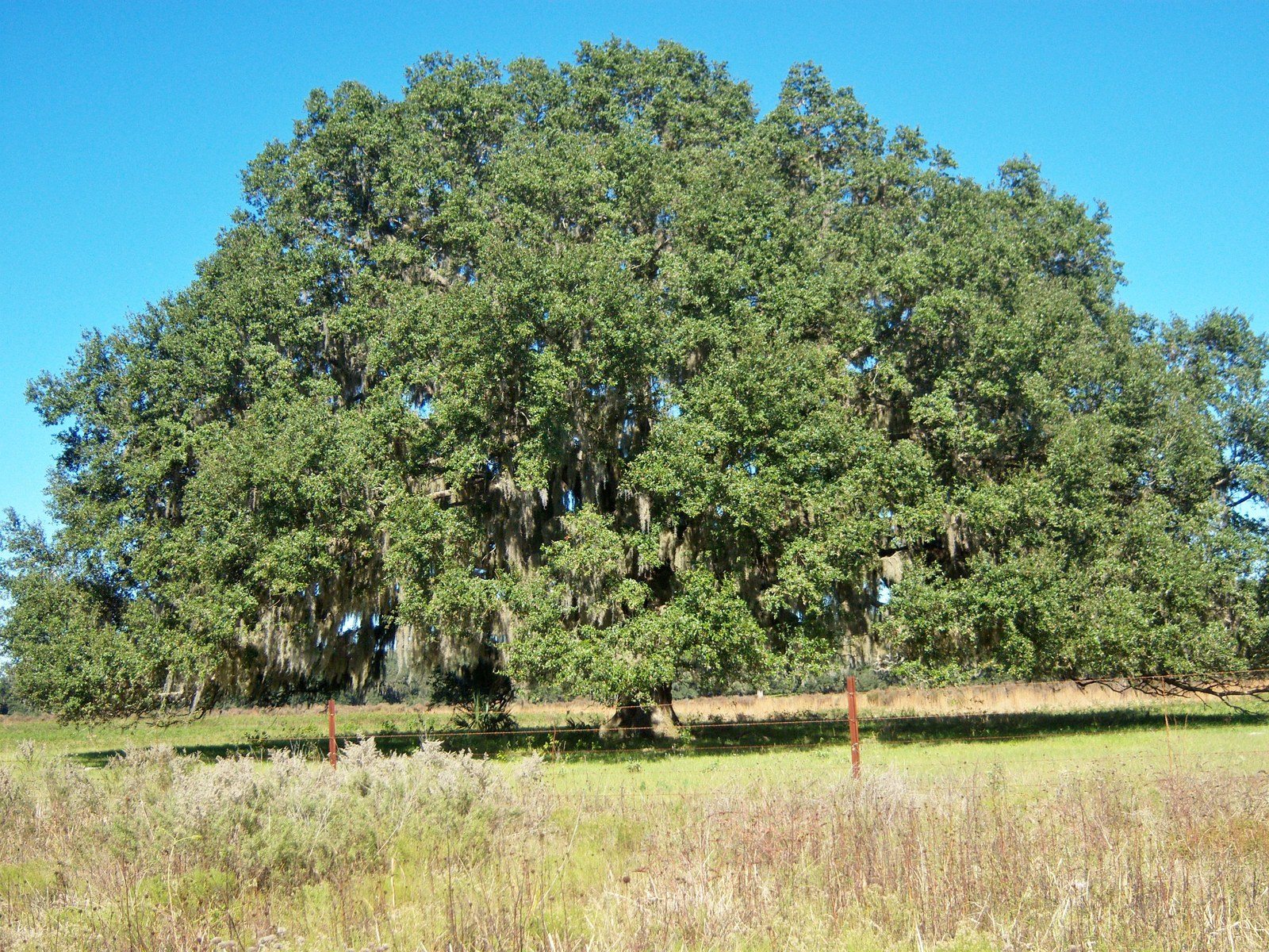 Leaves Of Old