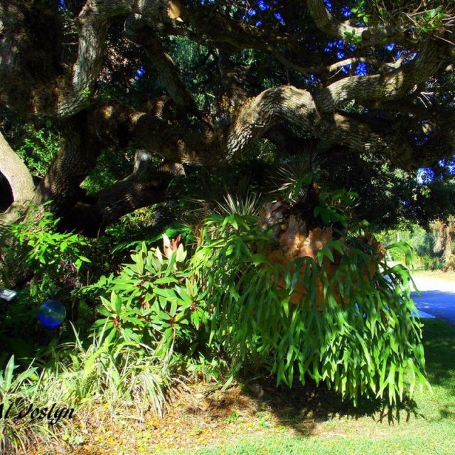 Big Plant Hanger
