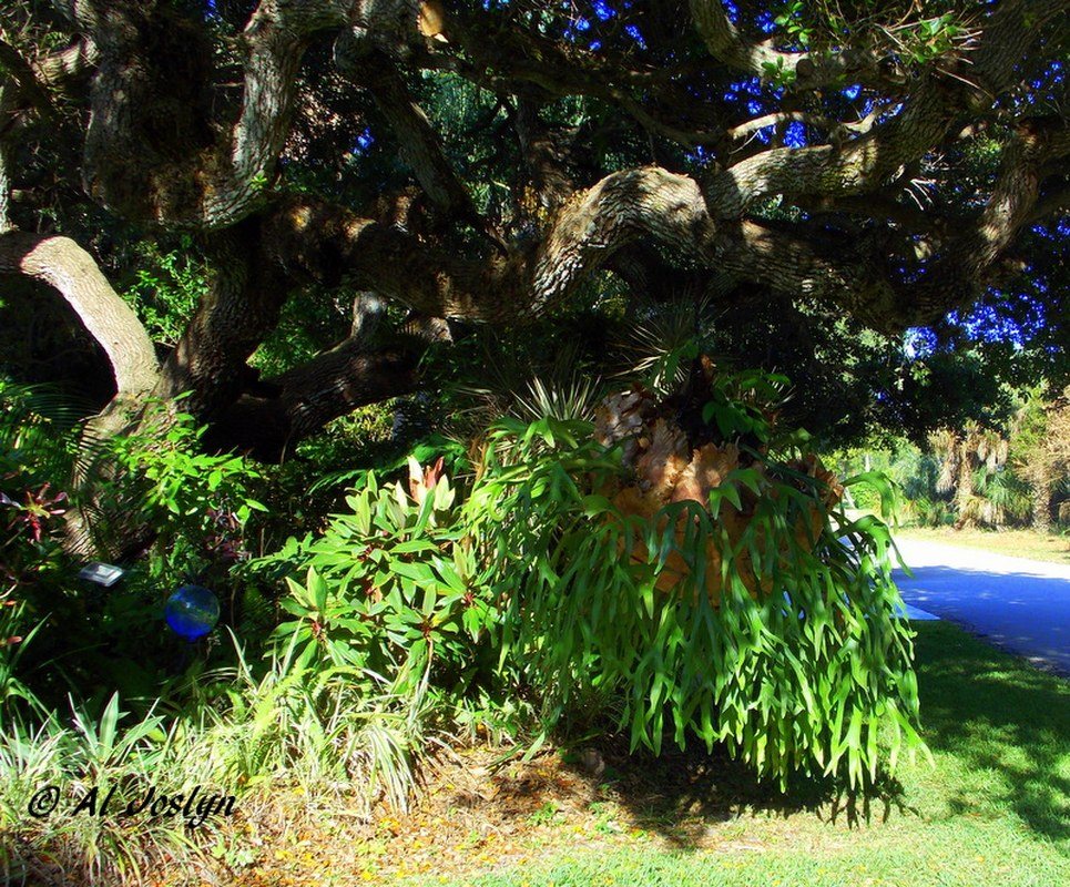 Big Plant Hanger