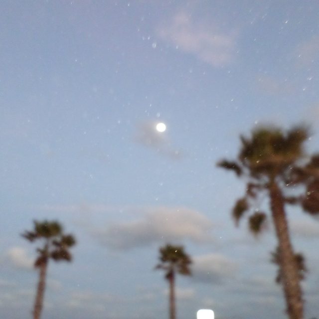 Moon Over The Palms