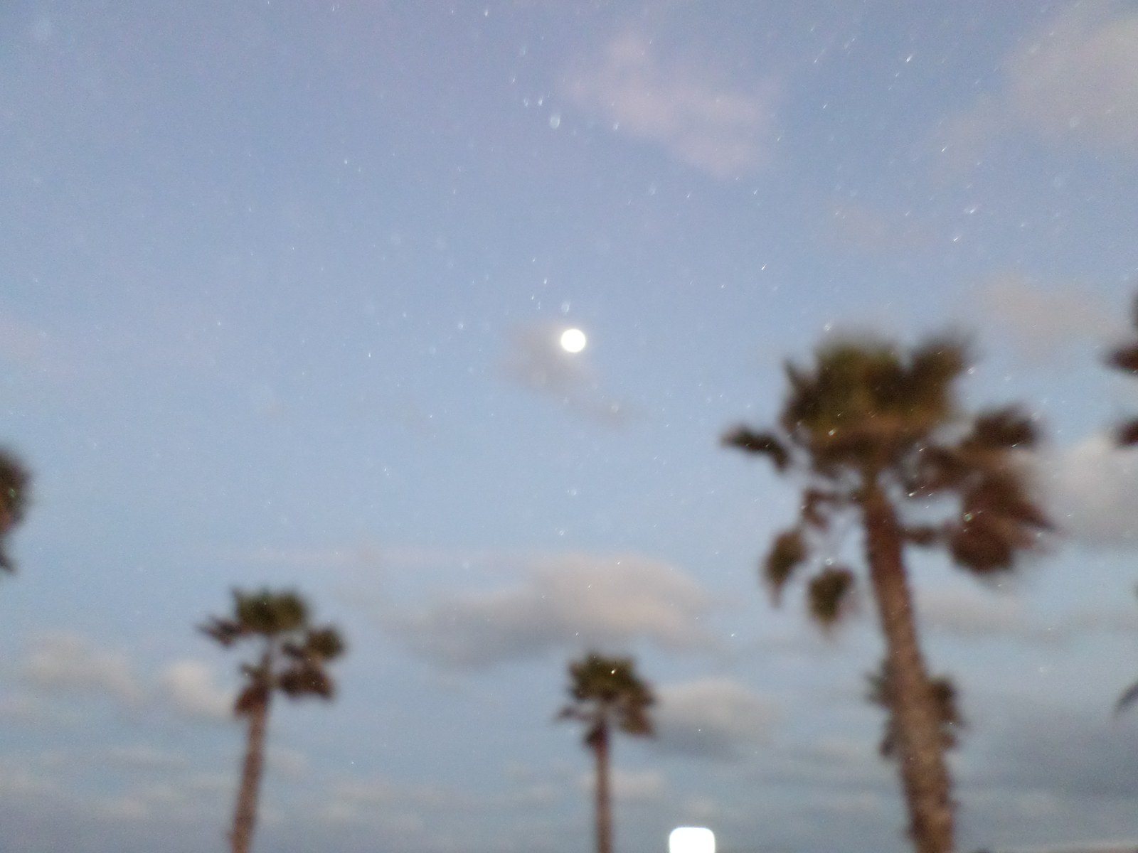 Moon Over The Palms