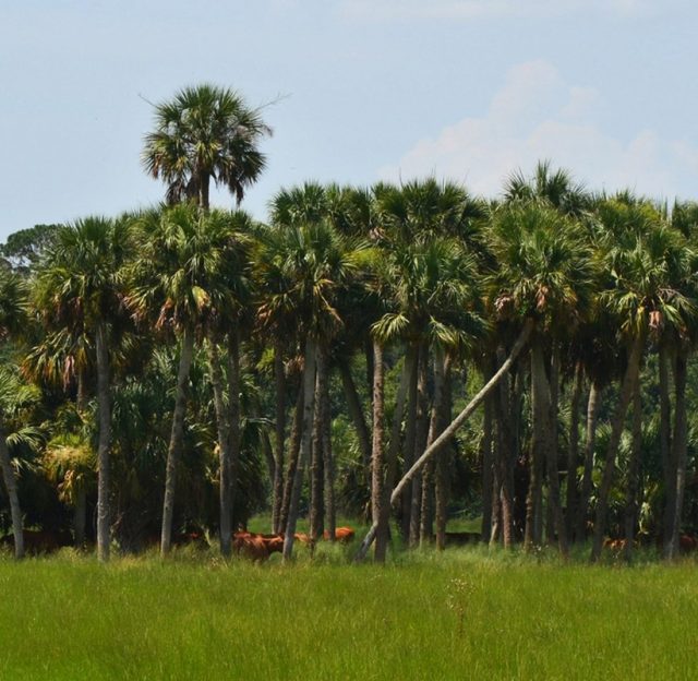 Palm Tree Oasis