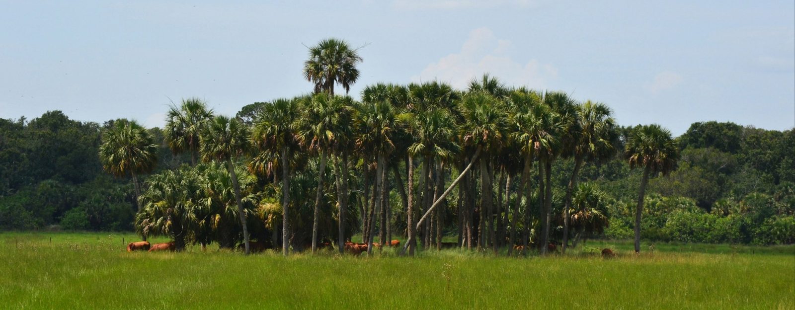 Palm Tree Oasis