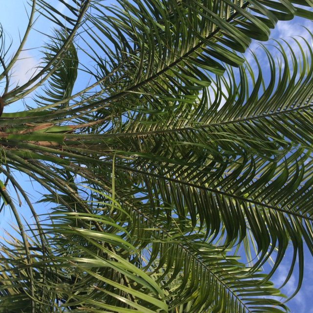 Baby Palm