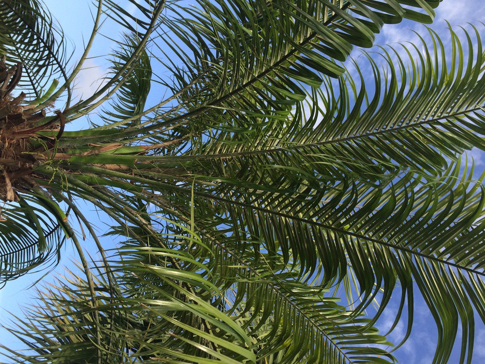 Baby Palm