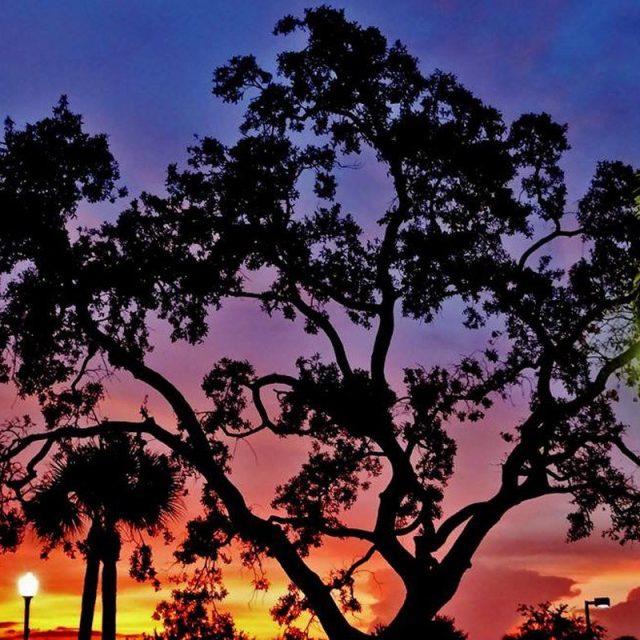 Sunset Through The Tree