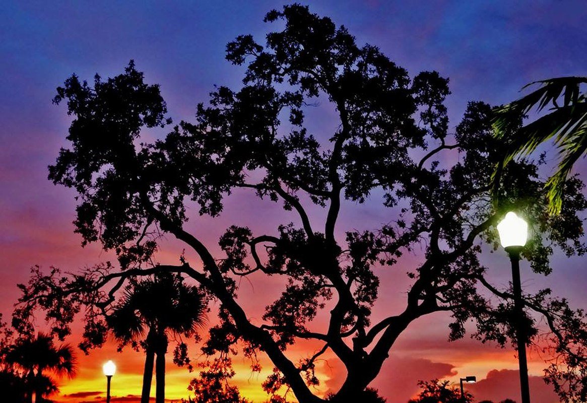 Sunset Through The Tree