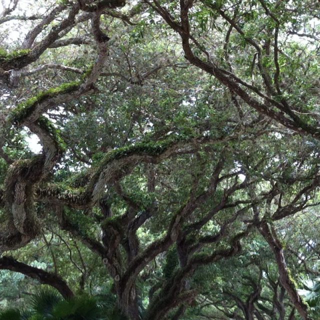 Enchanted Trail