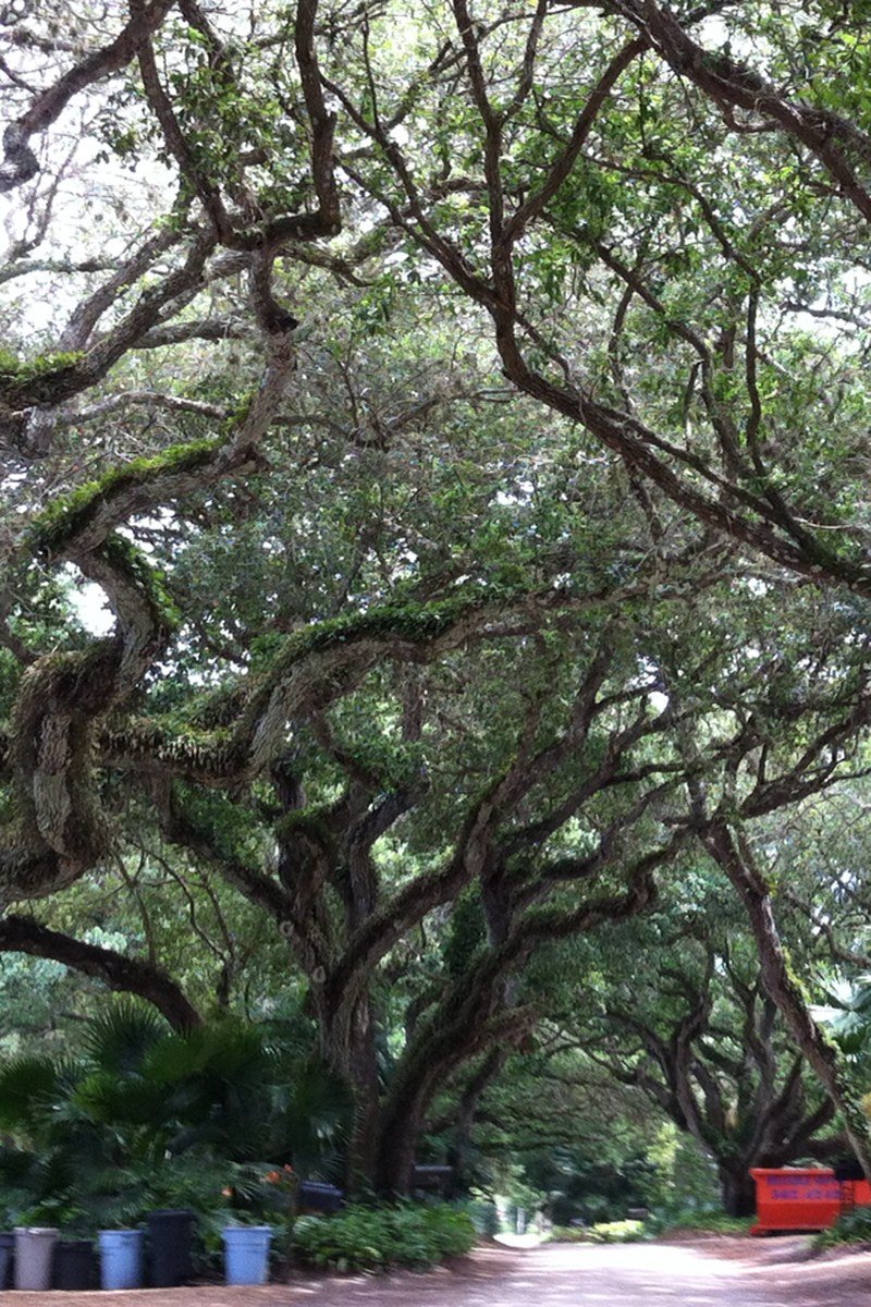 Enchanted Trail