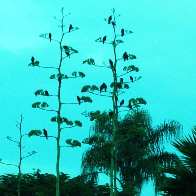 A Century With The Birds