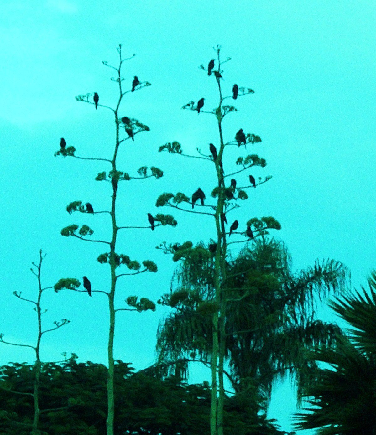 A Century With The Birds