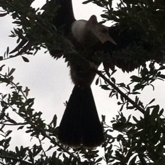 This Is My Tree!