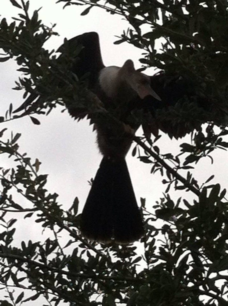 This Is My Tree!