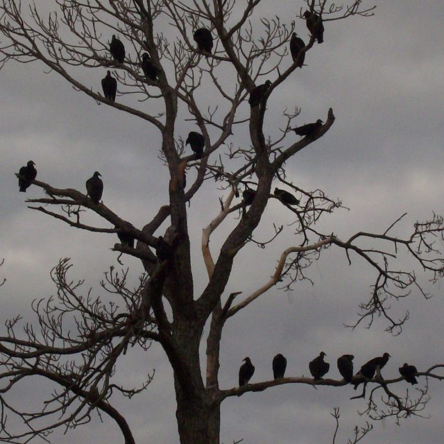 Hungry Vultures In My Pine