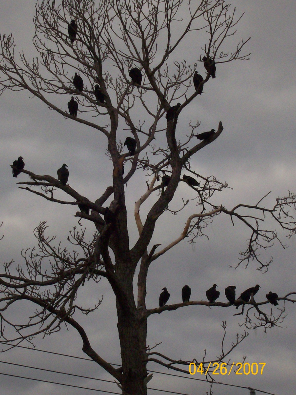 Hungry Vultures In My Pine