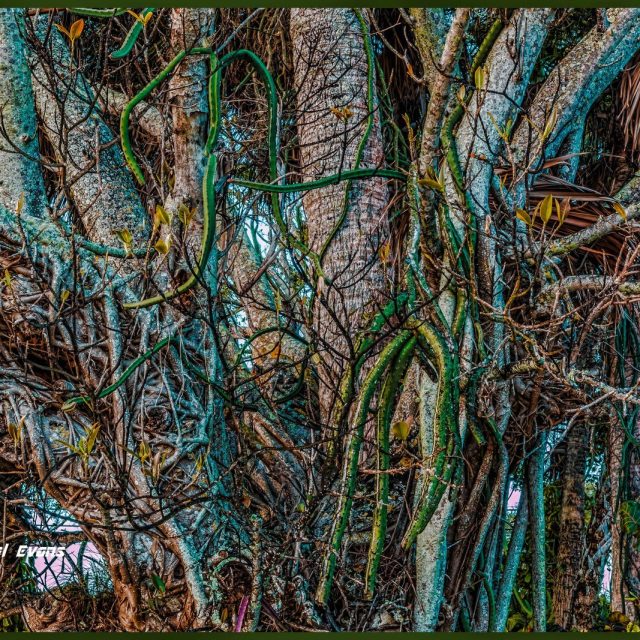 "Two Trees In One"