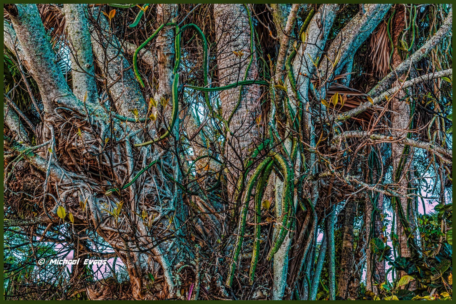 "Two Trees In One"