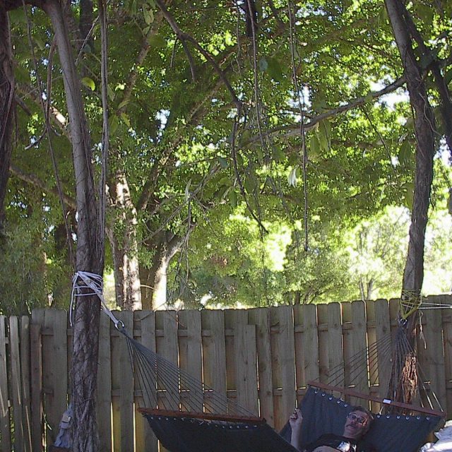 That's The Life! Hammock Attached To Banyon Roots!