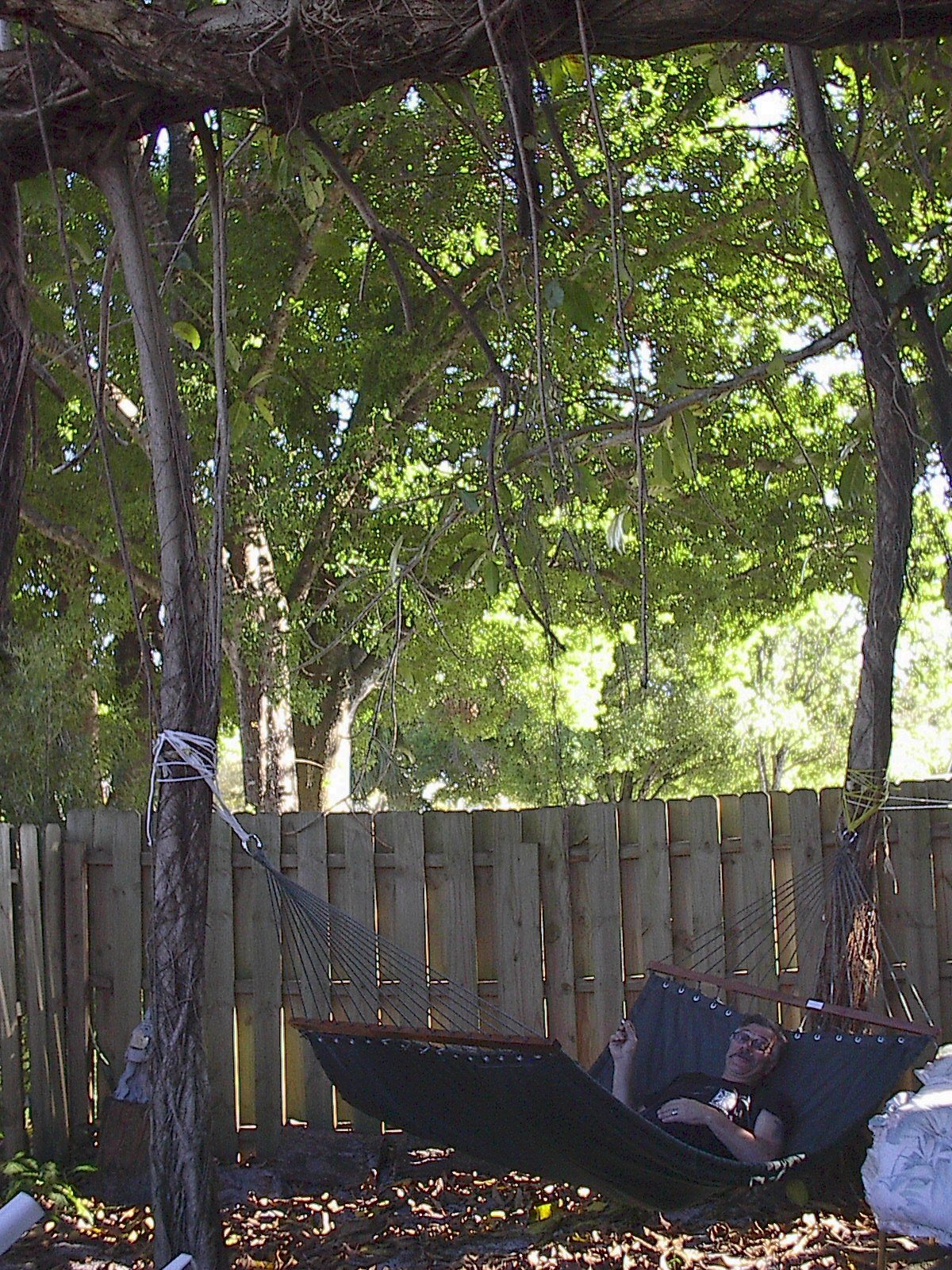 That's The Life! Hammock Attached To Banyon Roots!
