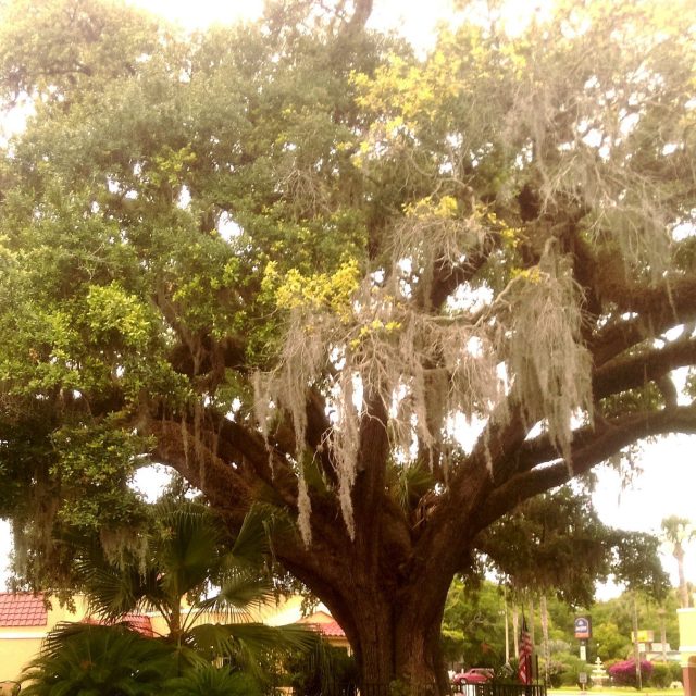 The Old Senator, St.Augustine. Over 600 Years Old!!