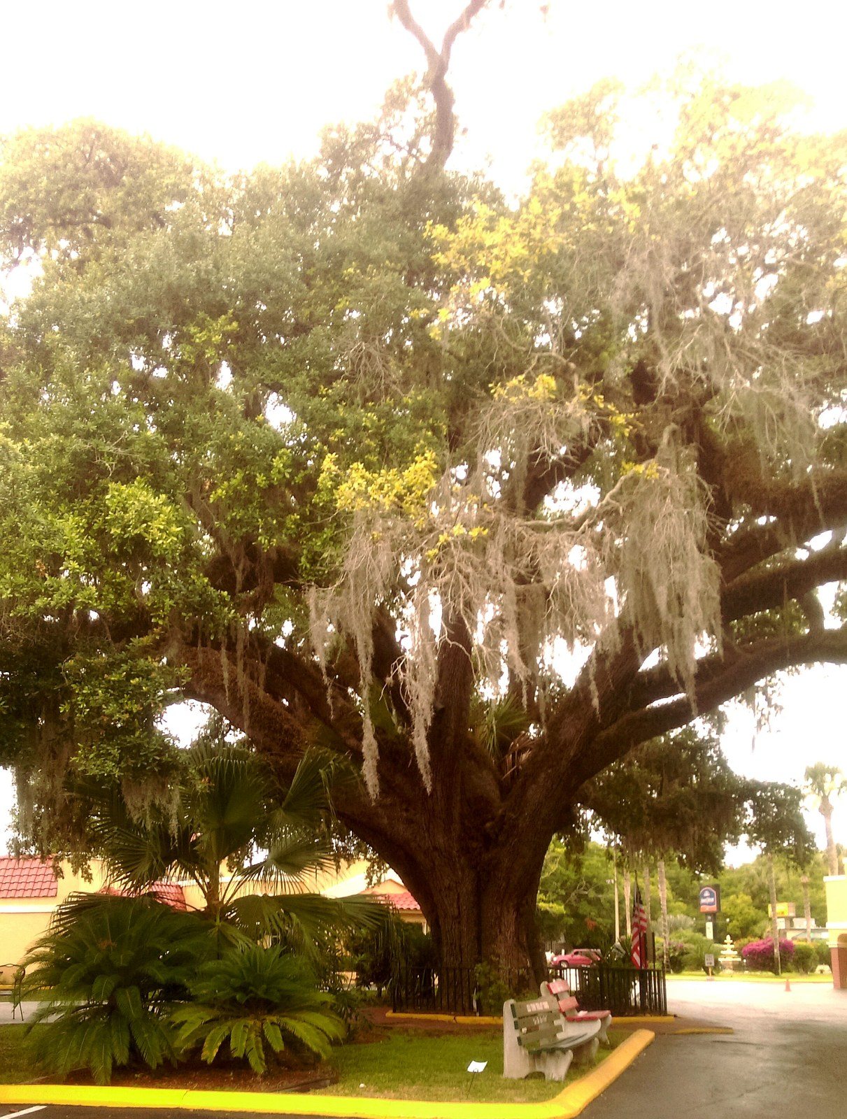 The Old Senator, St.Augustine. Over 600 Years Old!!