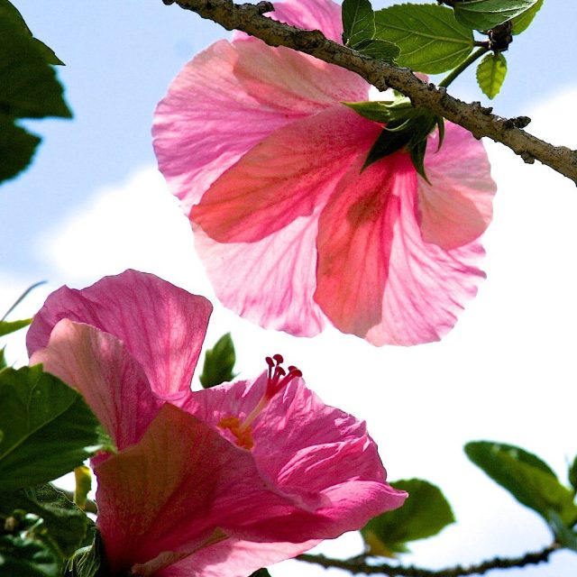 Hibiscus Tree Blooms
