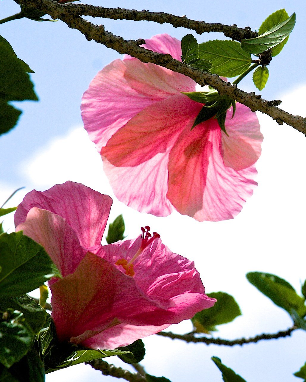 Hibiscus Tree Blooms