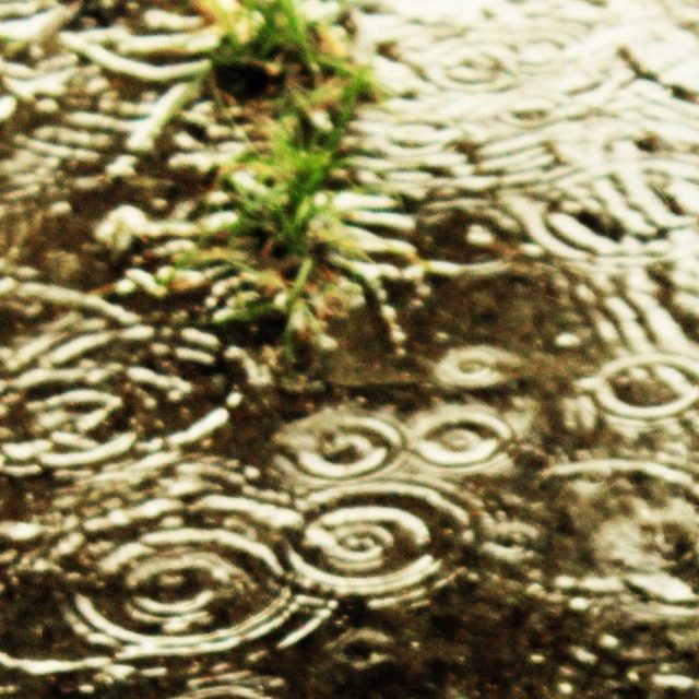 Water Drops With A Little Bush