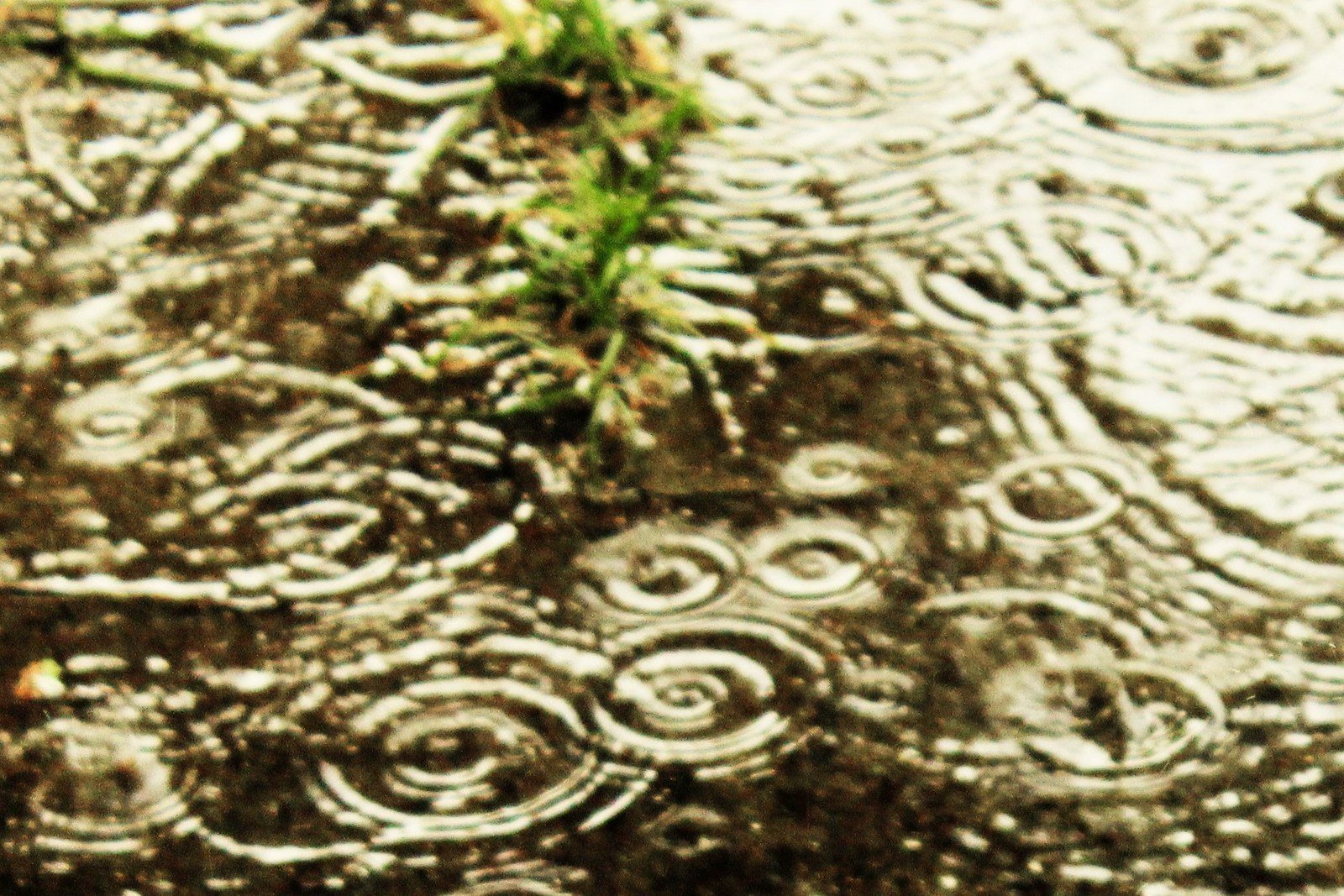 Water Drops With A Little Bush