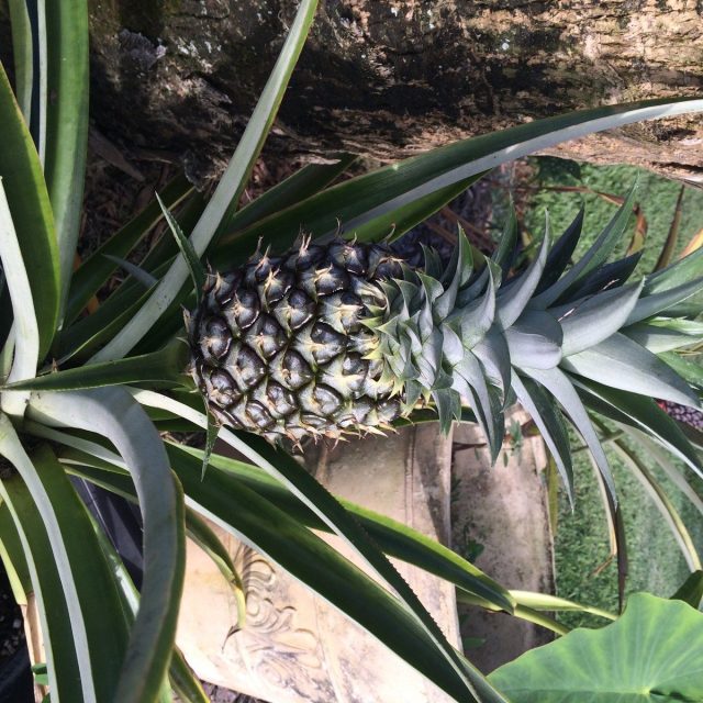 Pina