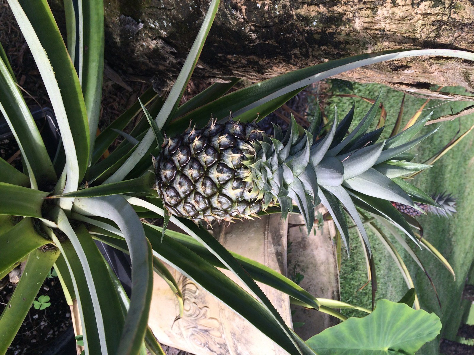 Pina