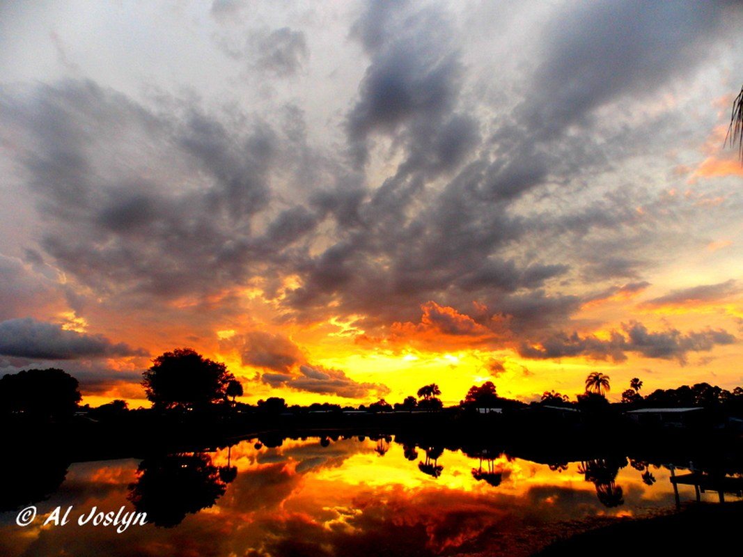 Tree Reflections
