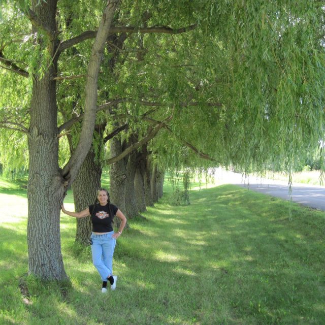 Beautiful Row Of Weeping Willows & I