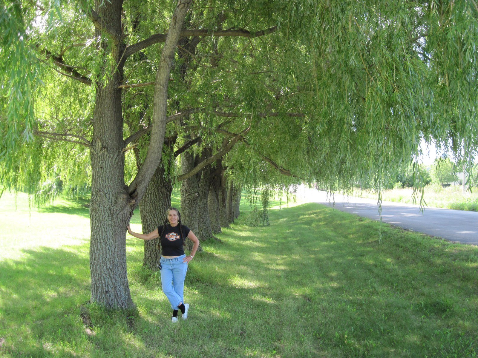 Beautiful Row Of Weeping Willows & I