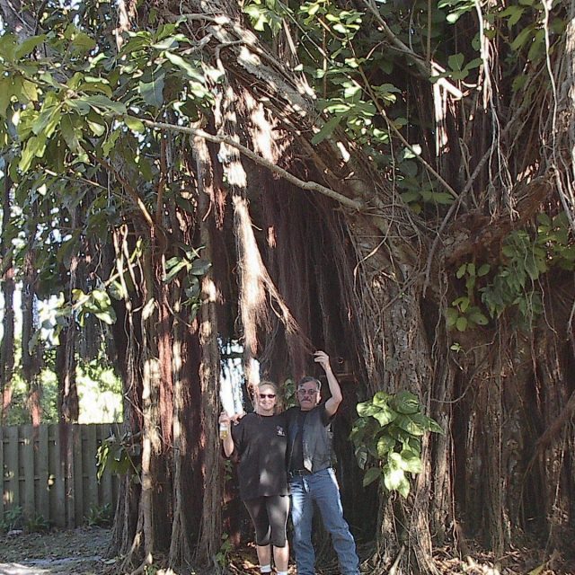 Largest Banyon I Have Seen On Treasure Coast