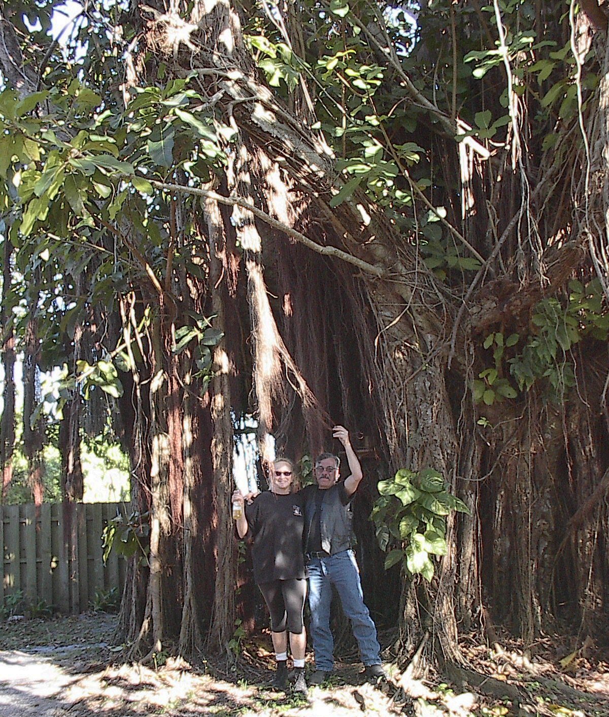 Largest Banyon I Have Seen On Treasure Coast