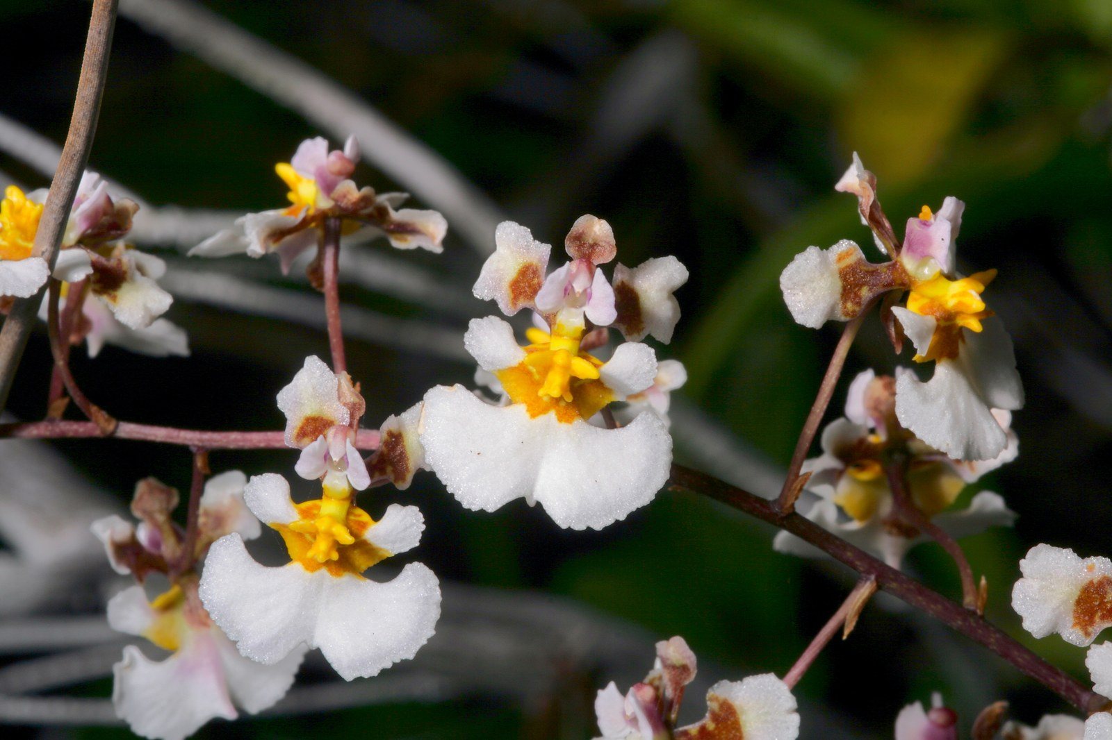 Endangered Florida Dancing Lady Orchid In Coastal Trees
