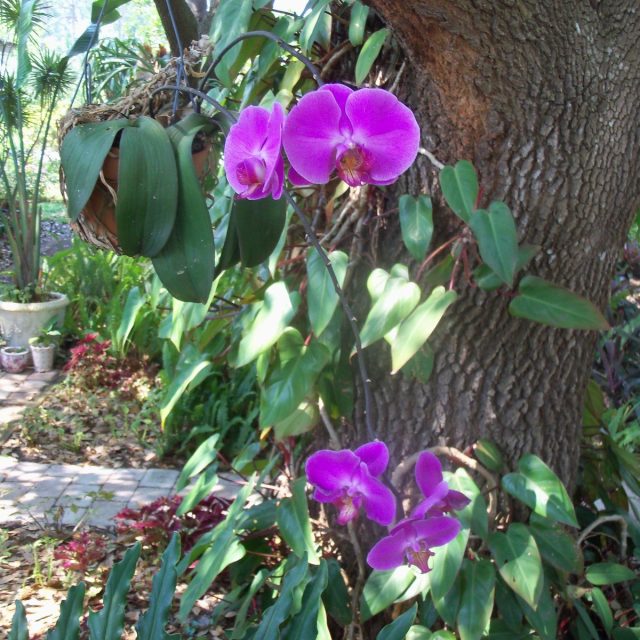 Purple Beauty