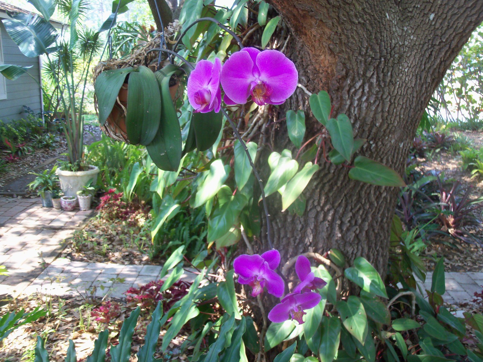 Purple Beauty