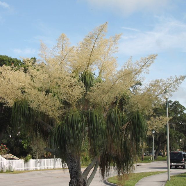In Full Bloom