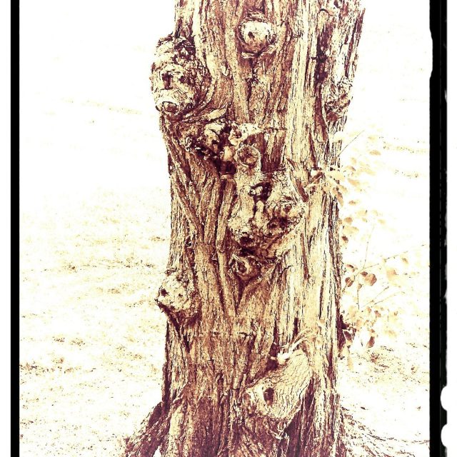The Tree Of Trapped Animal Souls